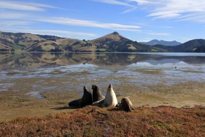Dunedin City, Wildlife and Scenery Tour Dunedin City, Wildlife and Scenery Tour