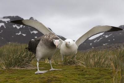 Private Showcase Of Dunedin Highlights Nz