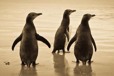 Dunedin City and Otago Peninsula Small-Group Tour