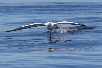 Albatross, Wildlife and Harbour Cruise Albatross, Wildlife and Harbour Cruise