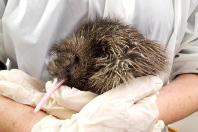 Skip the Line: Franz Josef Wildlife Center Ticket with Optional B