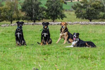 Dog show on a working farm - The Life Of A Working Dog