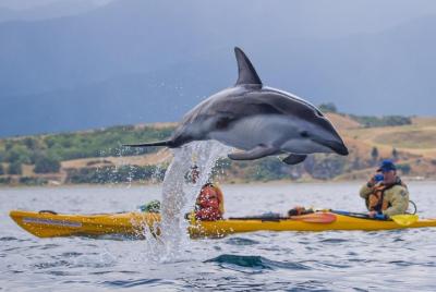 Wildlife Sea Kayaking Tour - Kaikoura Wildlife Sea Kayaking Tour - Kaikoura