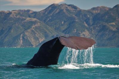 Whale Watching in Kaikoura by Boat Whale Watching in Kaikoura by Boat