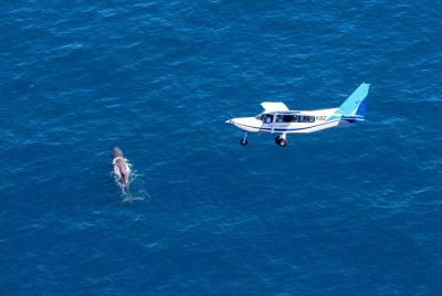 Whale Watching Flight in Kaikoura Whale Watching Flight in Kaikoura