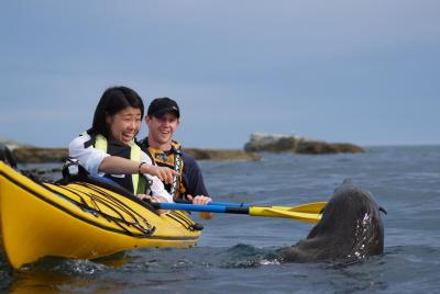 Private Wildlife Kayaking Tour - Kaikoura Private Wildlife Kayaking Tour - Kaikoura