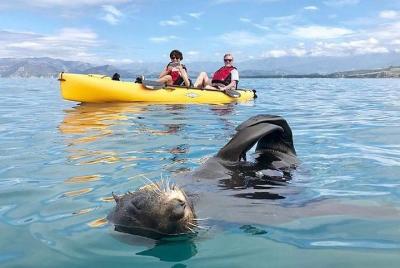 Kayaking Adventure in Kaikoura