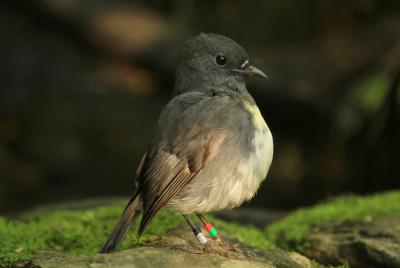 Early Bird Eco Cruise Early Bird Eco Cruise