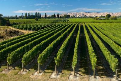 Half-Day Marlborough Wine Region Tour from Picton or Blenheim Half-Day Marlborough Wine Region Tour from Picton or Blenheim