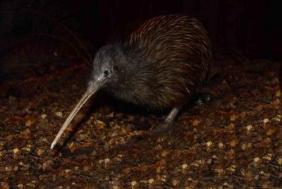 Kiwi Birdlife Park Admission Kiwi Birdlife Park Admission
