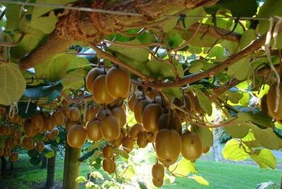 Tauranga Shore Excursion: Bay of Plenty Highlights with FREE lunc