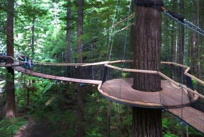 From Tauranga. Private Day Tour. Redwoods Canopy Walk & Rotorua G