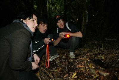 Zealandia Small Group Eco Wildlife Night Tour Zealandia Small Group Eco Wildlife Night Tour