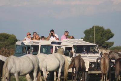 a unique experience in wild and authentic Camargue, a 4x4 safari