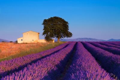 Provence Lavender Fields Tour from Aix-en-Provence Provence Lavender Fields Tour from Aix-en-Provence
