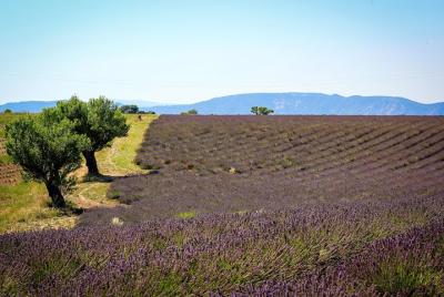 Lavender fields of Provence & Forcalquier provençal street markets private tour Lavender fields of Provence & Forcalquier provençal street markets private tour