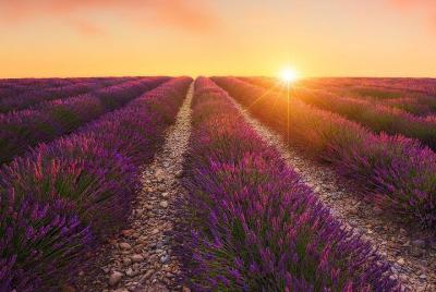Dinner with private chef in a lavender field Dinner with private chef in a lavender field