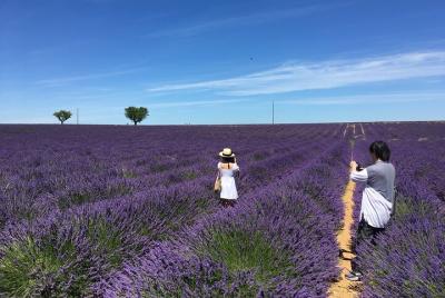 4-Hour Lavender Fields Tour in Valensole from Aix-en-Provence 4-Hour Lavender Fields Tour in Valensole from Aix-en-Provence