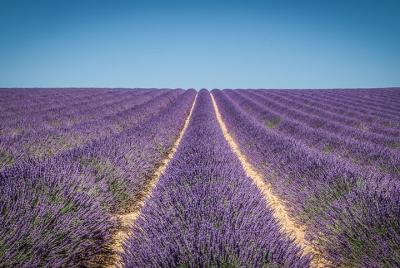 Lavenders in Valensole Private Half-Day Morning Tour from Aix en Provence Lavenders in Valensole Private Half-Day Morning Tour from Aix en Provence
