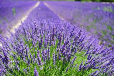 Your Private Chauffeur from Aix-en-Provence Your Private Chauffeur from Aix-en-Provence