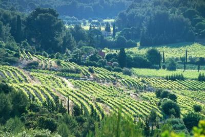 Half day Wine Tour in Bandol & Cassis from Aix en Provence Half day Wine Tour in Bandol & Cassis from Aix en Provence