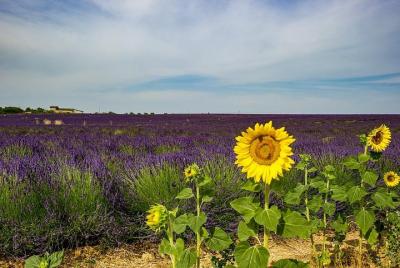 Half-day excursion to the lavender fields from Avignon Half-day excursion to the lavender fields from Avignon