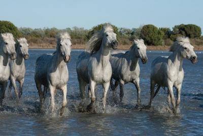 Arles and Camargue Small-Group Half-Day Tour from Avignon Arles and Camargue Small-Group Half-Day Tour from Avignon