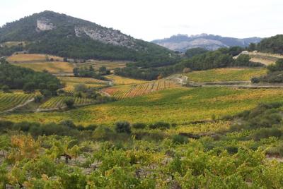 Provence Cru Wine Small-Group Half-Day Tour from Avignon Provence Cru Wine Small-Group Half-Day Tour from Avignon