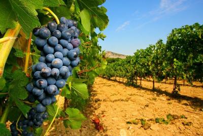 Half Day Great Vineyard Tour from Avignon Half Day Great Vineyard Tour from Avignon