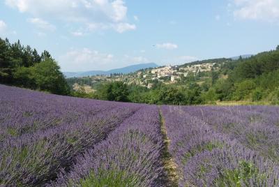 Full day lavender tour Luberon and Sault Full day lavender tour Luberon and Sault