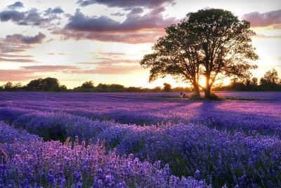 Full-Day Provence Villages and Lavender Fields Tour from Avignon