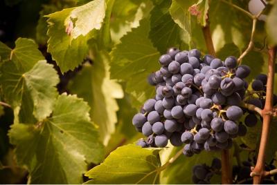 Full Day Pont du Gard, Orange theatre, Wine Tasting including lunch from Avignon