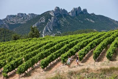 Private Guided Walking Tour Through the Vines of Chateauneuf du Pape from Avignon