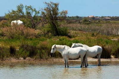 Private Provence Tour: la Camargue, Les-Saintes-Maries-de-la-Mer and Aigues-Mortes