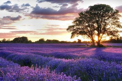 PRIVATE Full Day Provencal Villages and Lavender Fields Walking Tour from Avignon