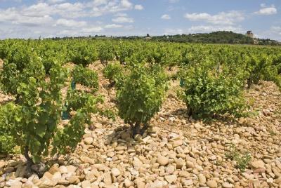 Private Rhone Valley Wine Tour from Avignon: Chateauneuf-du-Pape and Tavel