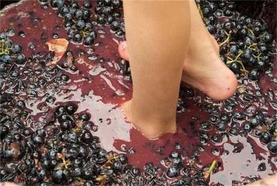 Grape Stomping in Provence Grape Stomping in Provence