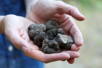 Truffle Hunting in Provence
