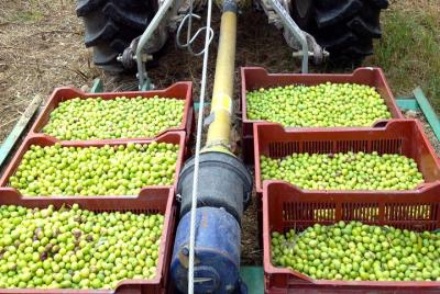 Olive Harvest in Provence