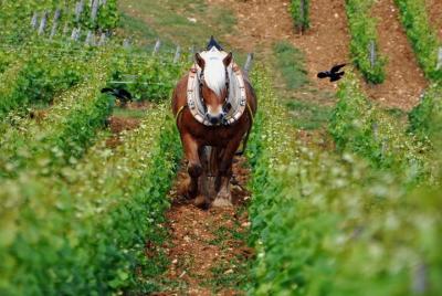 Full-Day Private Tour: Wine Tasting, with 6 Grands Crus The Best of Burgundy Full-Day Private Tour: Wine Tasting, with 6 Grands Crus The Best of Burgundy