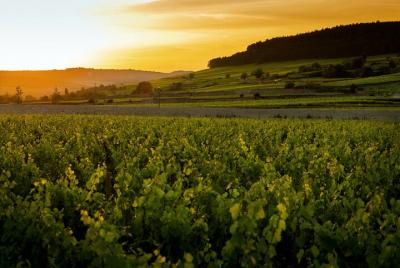 A taste of La Route des Grands Crus  A taste of La Route des Grands Crus