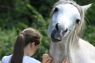 Taste Scratching in the Middle of Arabian Horses Laurence Of Arabians | Dordogne Taste Scratching in the Middle of Arabian Horses Laurence Of Arabians | Dordogne
