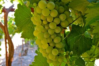 Wine, Dine & Castle Tours Loire Valley Wine, Dine & Castle Tours Loire Valley
