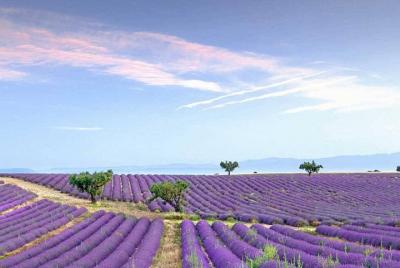 Dream of women Lavender fields and lunch in Provence