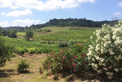 Wine day tour. Shared tour from Carcassonne. Wine day tour. Shared tour from Carcassonne.