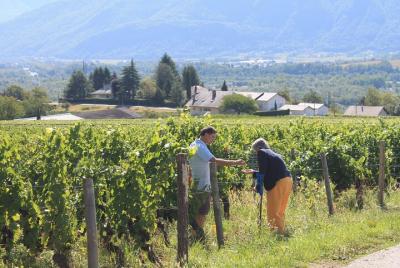 Savoyard Vineyards Tour with Private Driver Savoyard Vineyards Tour with Private Driver