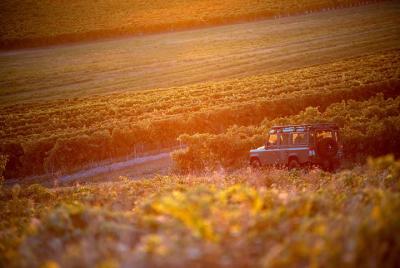 Private Cocktail Workshop in Cognac Vines