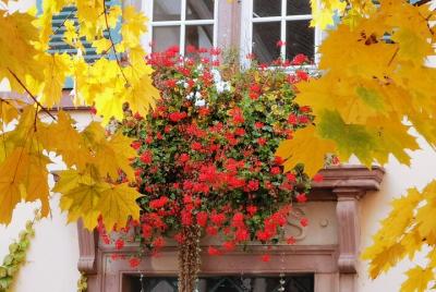 VIP TOUR from Colmar: 1/2 day, Wine route, Villages & Tasting (option)