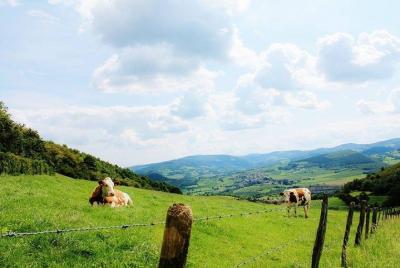 Cheese and wine of Beaujolais