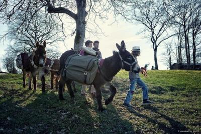 Walks and hikes with donkeys